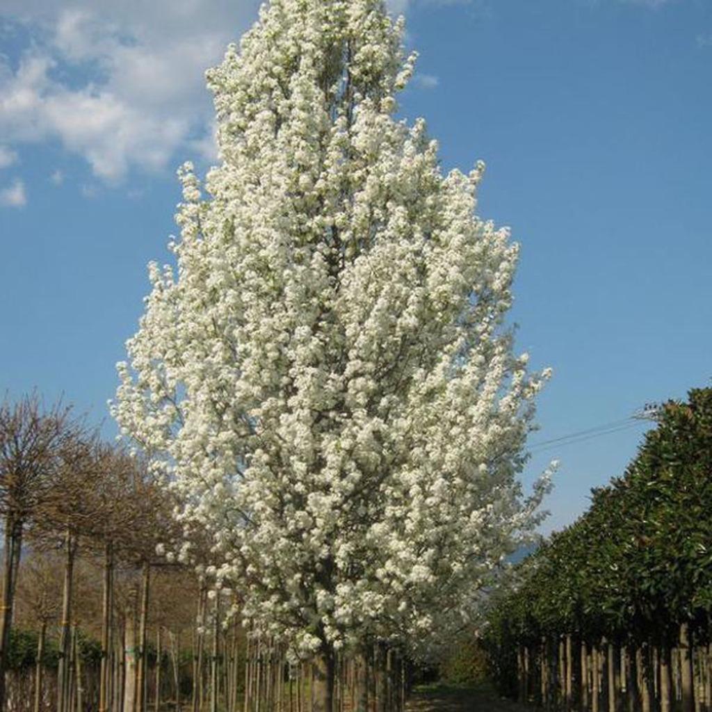 Pyrus calleryana 'Chanticleer'/Sierpeer, Tuin en Terras, Ophalen