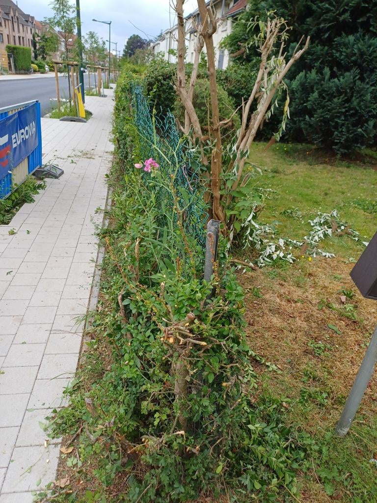 Bonjour, Jardin & Terrasse, Plantes | Arbres, Enlèvement