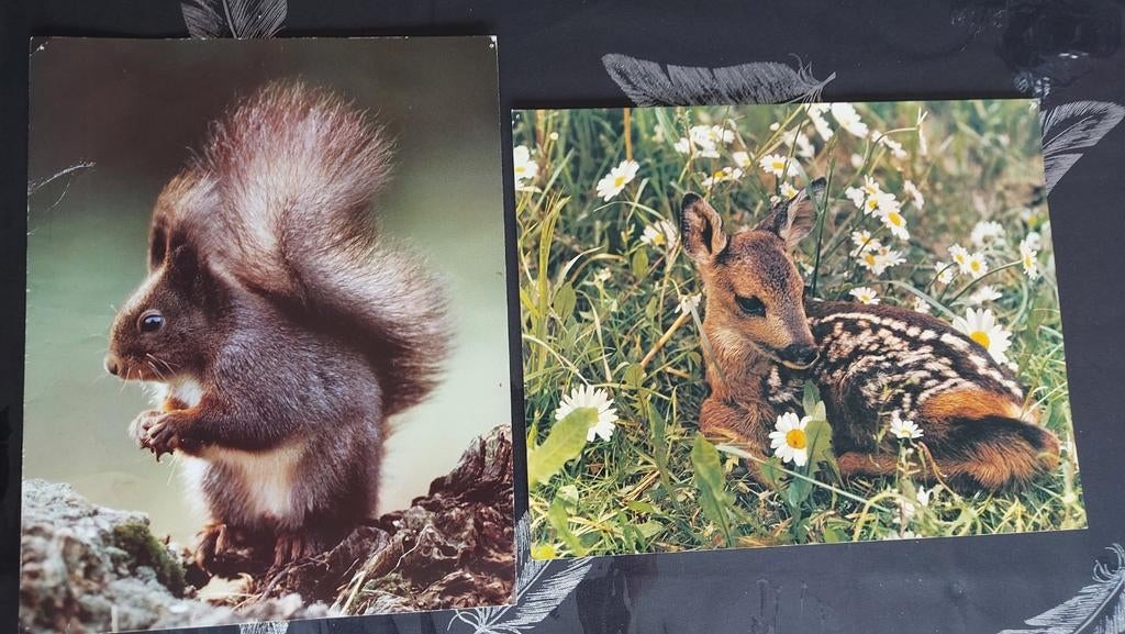 lot de 2 cartes postales, Verzamelen, Postkaarten | Dieren, Ophalen of Verzenden, Ongelopen