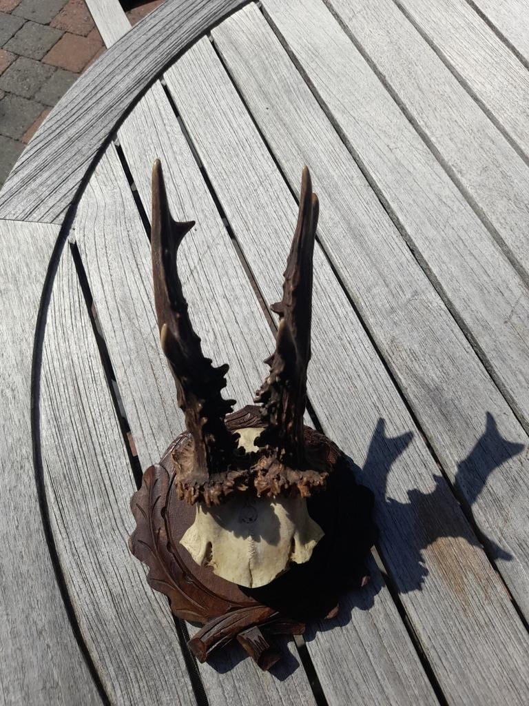 Bois de cerf, Enlèvement ou Envoi, Cerf