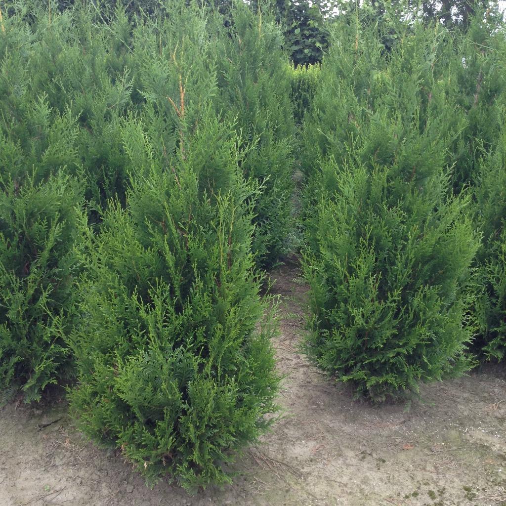 Groenblijvende hagen en coniferen en kerstbomen, Ophalen, In pot, 100 tot 250 cm