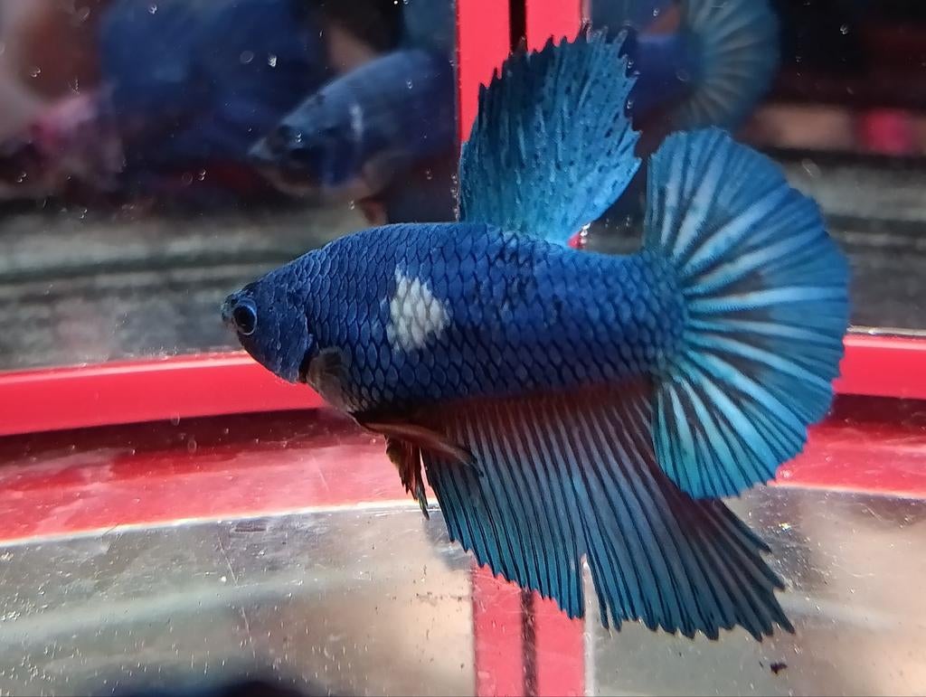 Plakamt marble betta man, Poisson