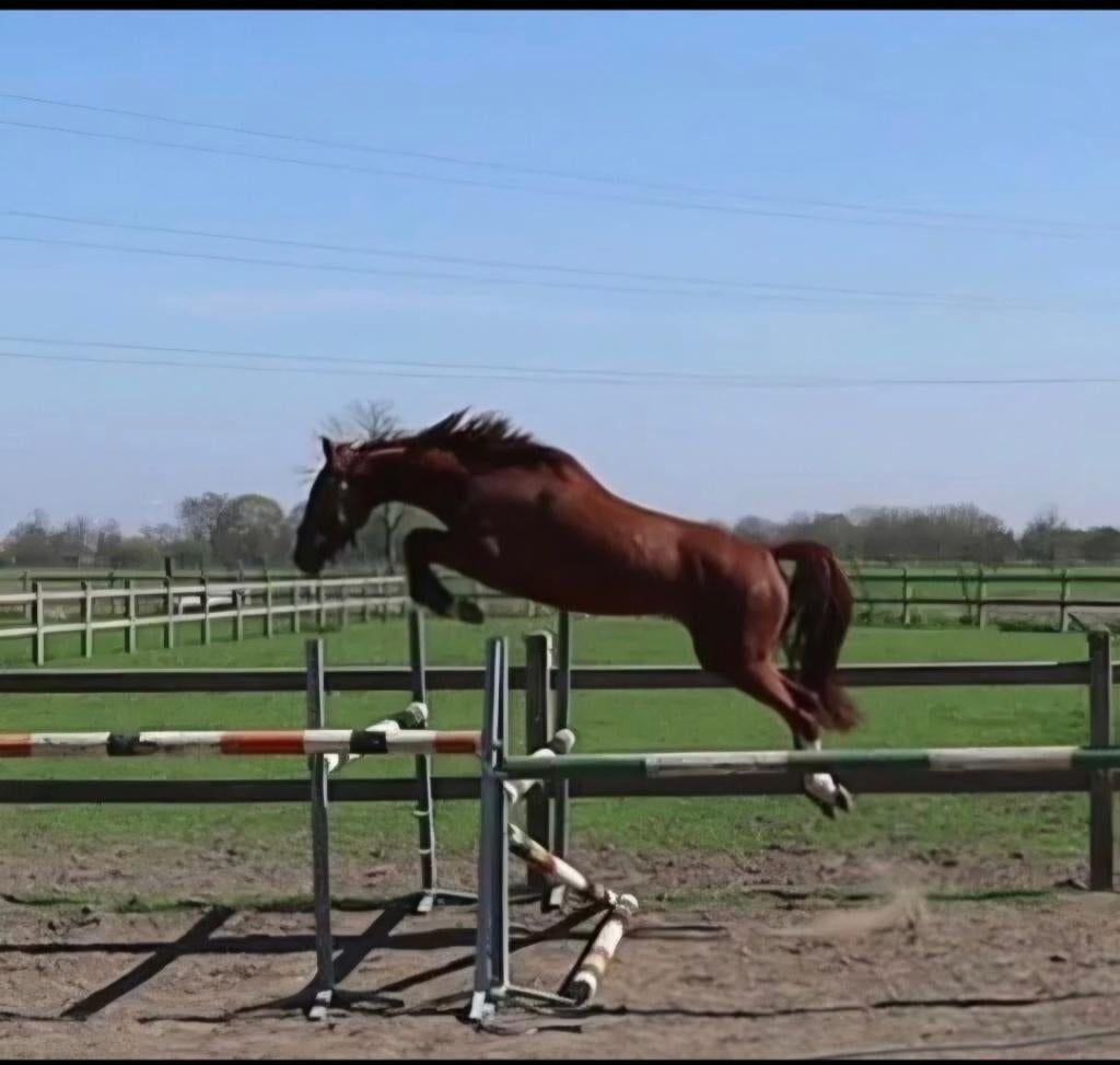Springpaard met tallent, vermogen, techniek, Dieren en Toebehoren, Merrie, Springpaard, Met stamboom, Zadelmak