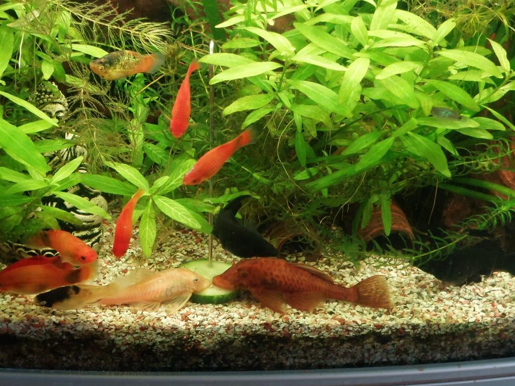 RVS voerstokken aquarium, Ophalen