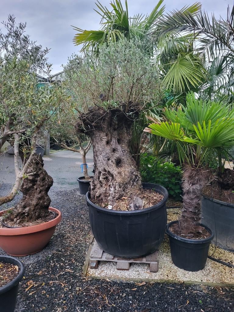 Olea europaea avec une vieille tige épaisse, Enlèvement ou Envoi