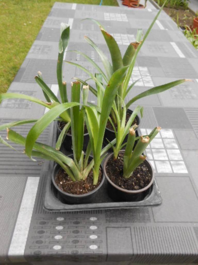 plant Bromelia, Ophalen, Overige soorten, Halfschaduw, In pot