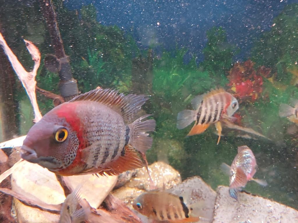 Poisson perroquet et Severum, Vis