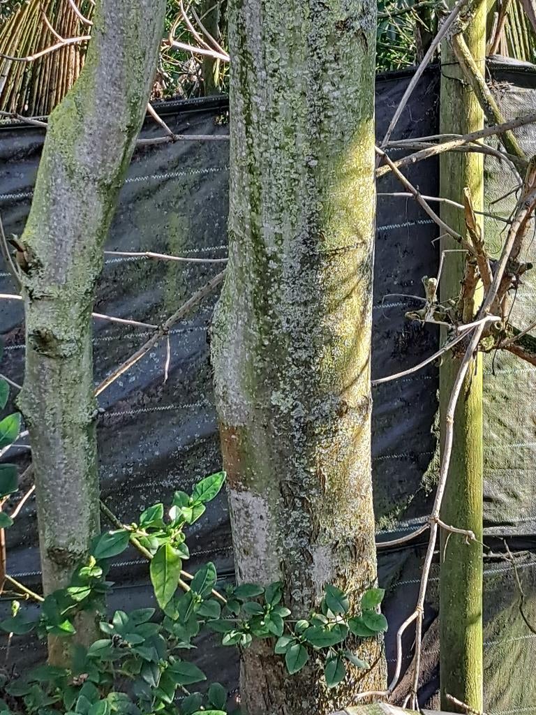 Gratis brandhout (Es), Ophalen, Essenhout, Stammen