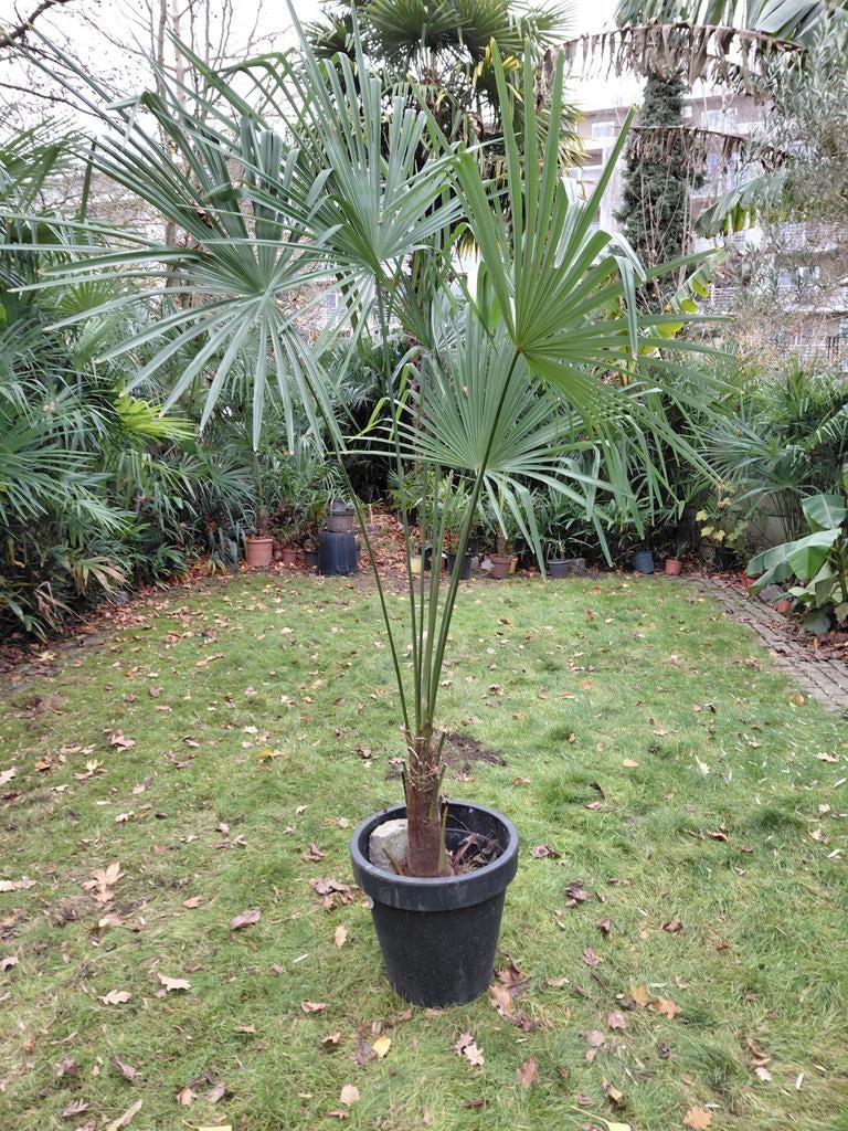Trachycarpus Fortunei palmboom stamhoogte 40 cm spotprijs, Ophalen, In pot, Palmboom