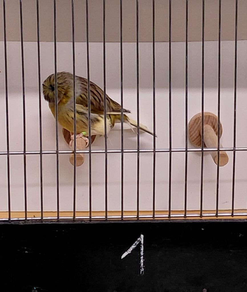 Gloster kanaries, Dieren en Toebehoren, Geringd