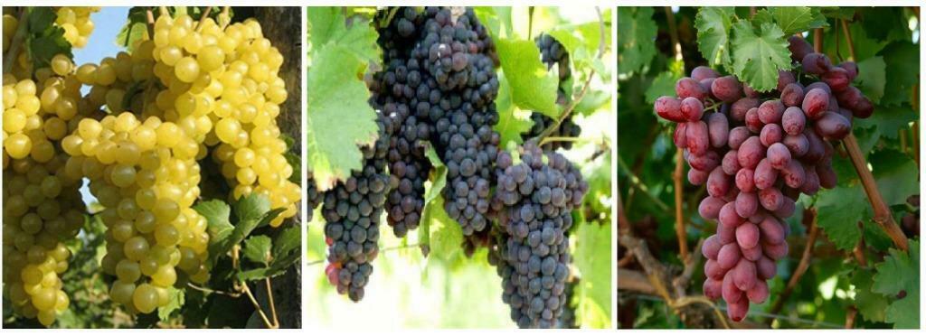 RAISINS : PLUSIEURS SORTES BLANCS et BLEUS  1M=12€/pc, Enlèvement ou Envoi, Plein soleil, Été, Plantes fruitières
