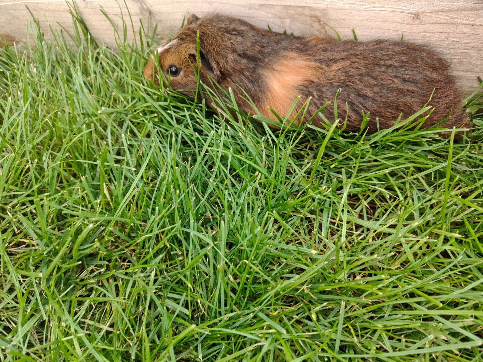 cavia beer