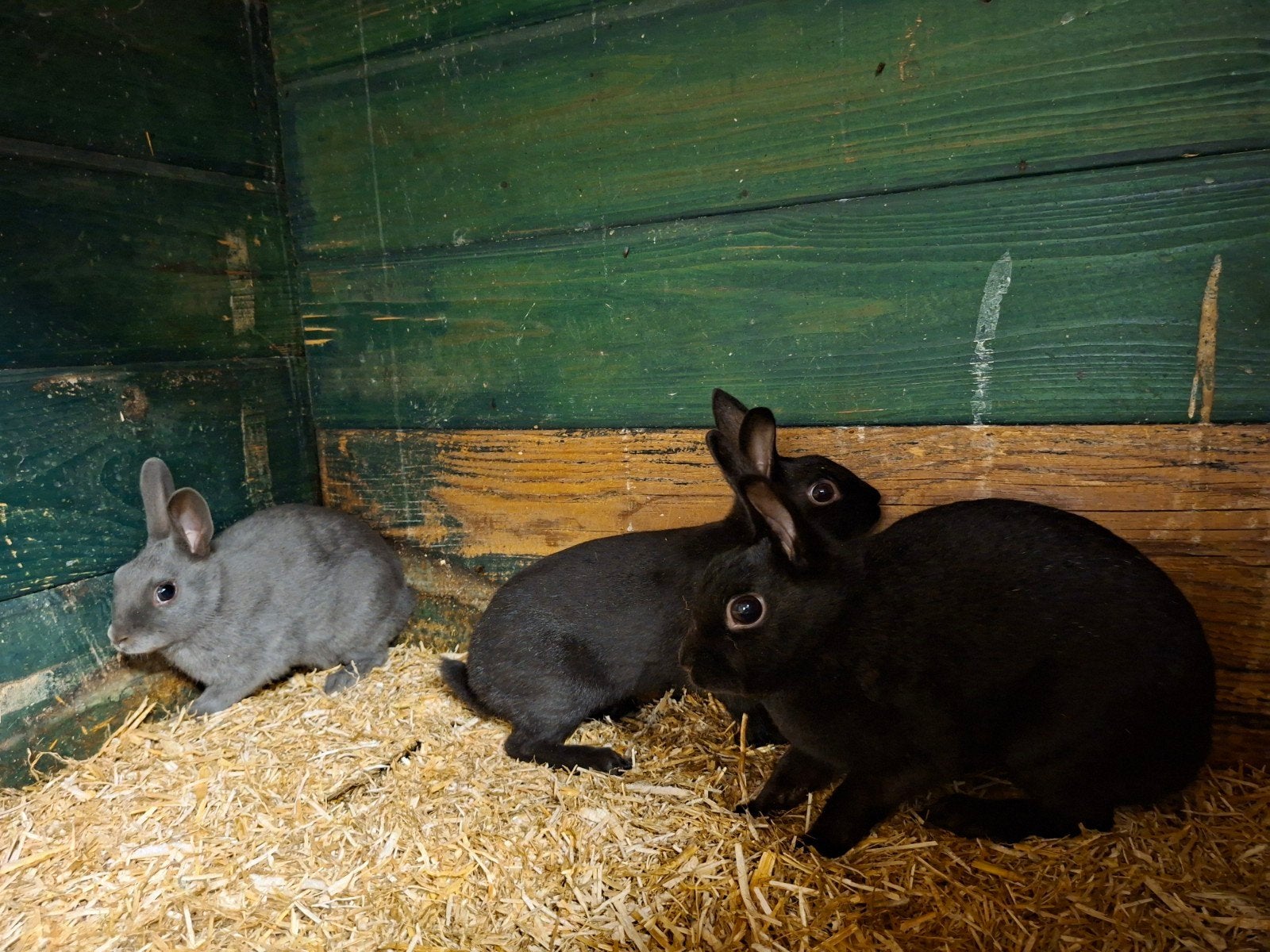 Haasdwergen, Animaux & Accessoires, Lapins