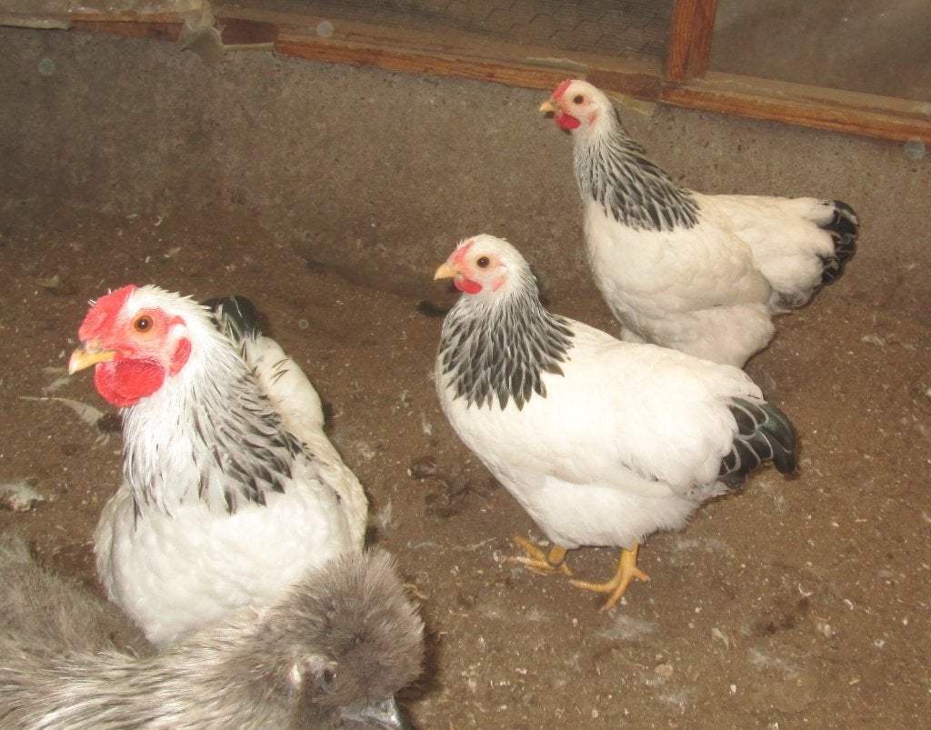 wyandottekrielen, Dieren en Toebehoren, Pluimvee, Kip, Meerdere dieren