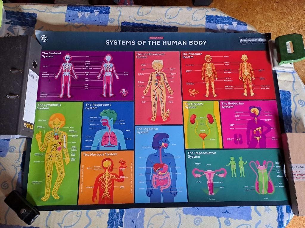 kurzgesagt poster system of the human body, Ophalen of Verzenden, Gebruikt
