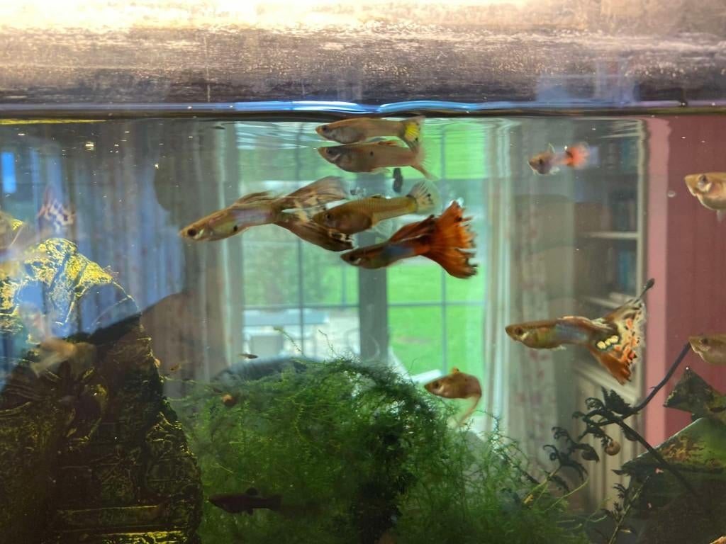 guppies 10 voor 2€, Poisson, Poisson d'eau douce