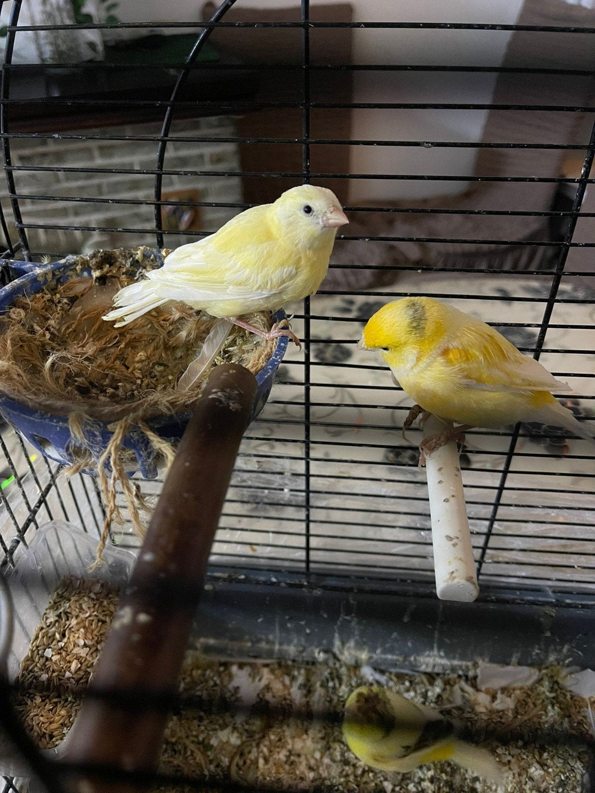 canaries 3 stuks voor 55euro, Dieren en Toebehoren, Vogels | Parkieten en Papegaaien