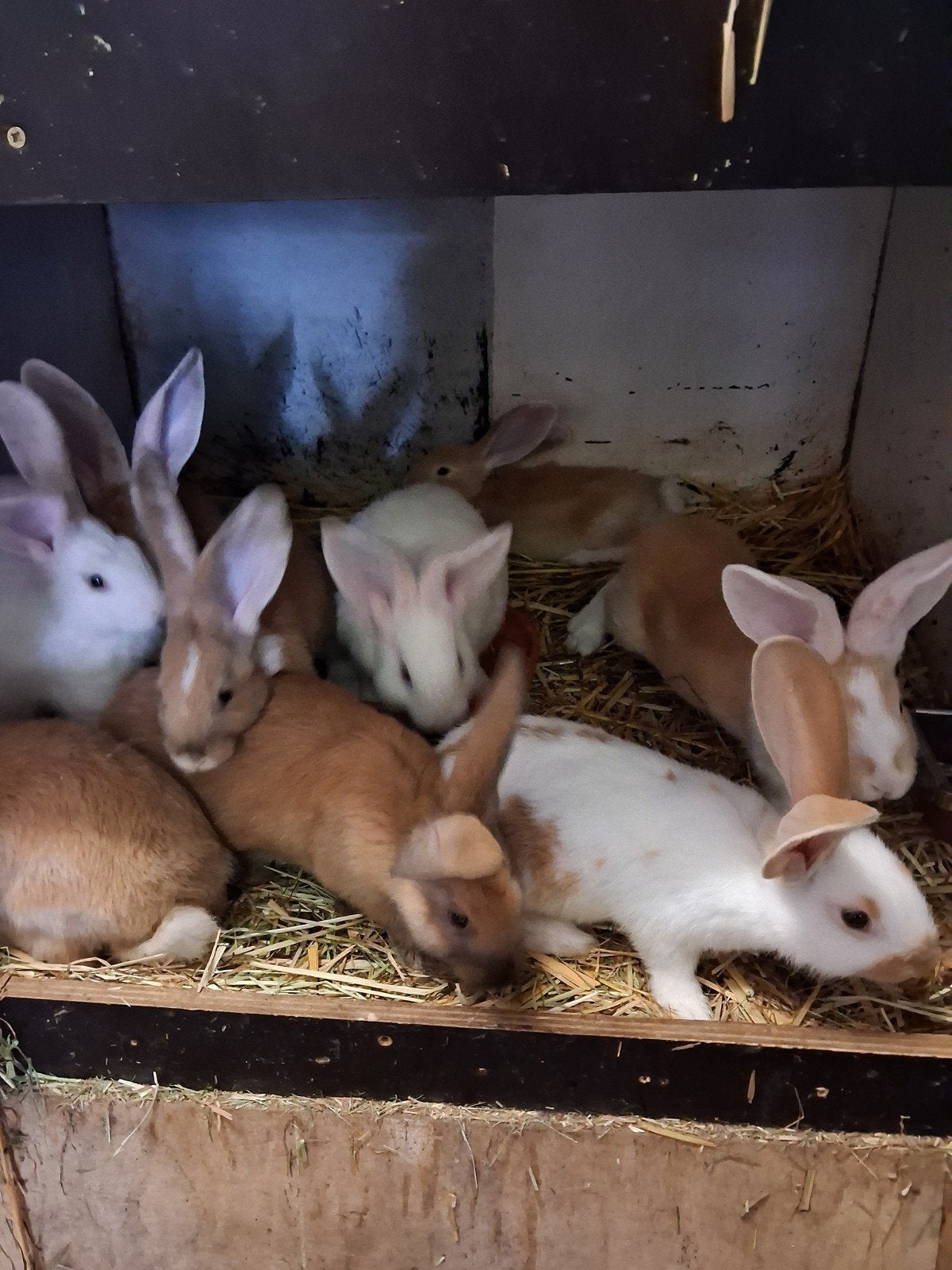 Jongen vlees konijnen acht weken tien euro, Dieren en Toebehoren, Konijnen