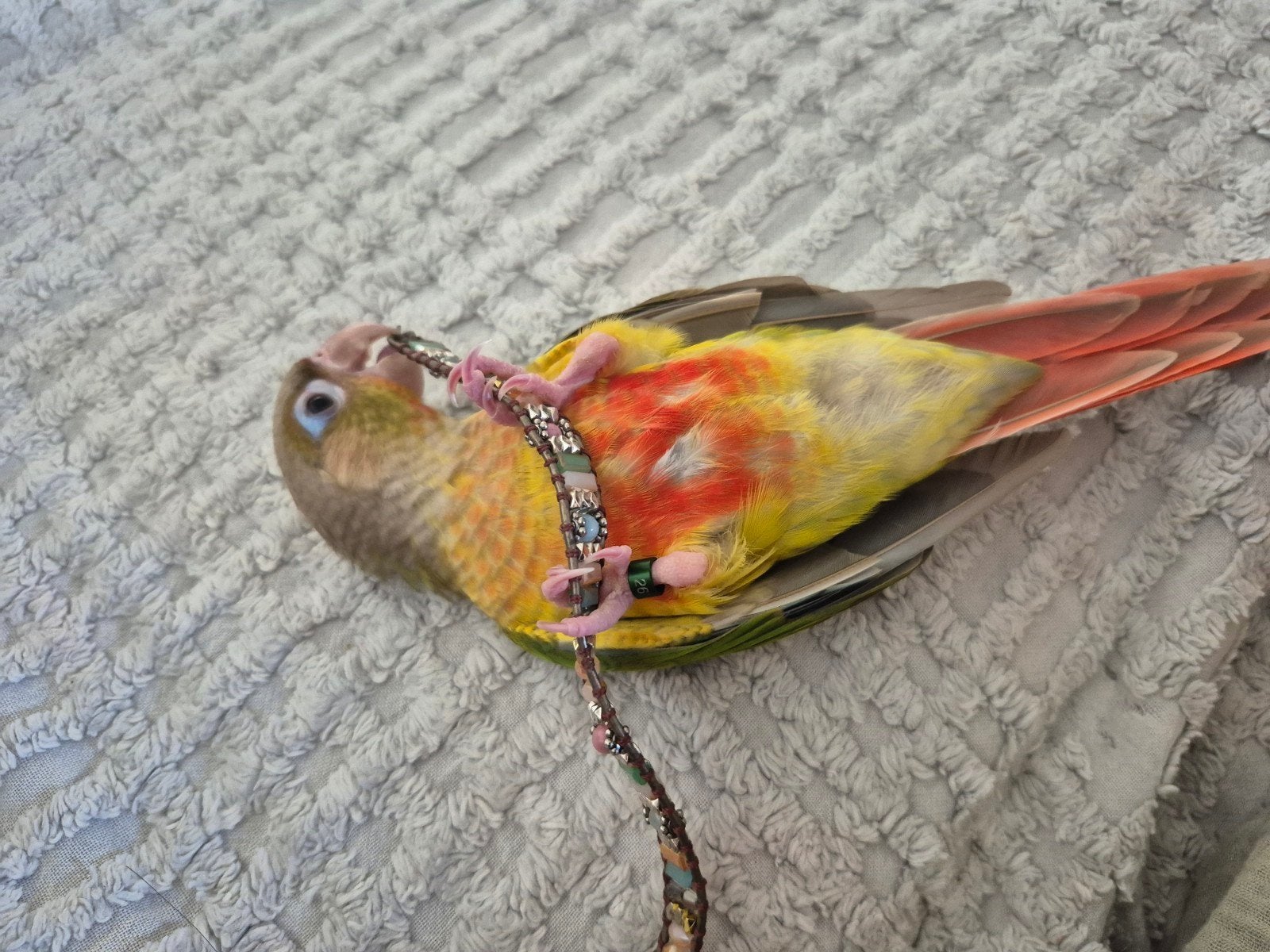 super tamme pyrrhura molinea, Dieren en Toebehoren, Tam