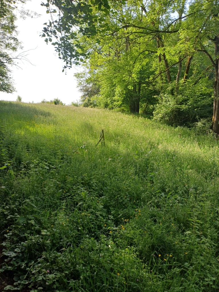 Prairie de presque 1 ha situé au calme à Oneux/ Comblain .