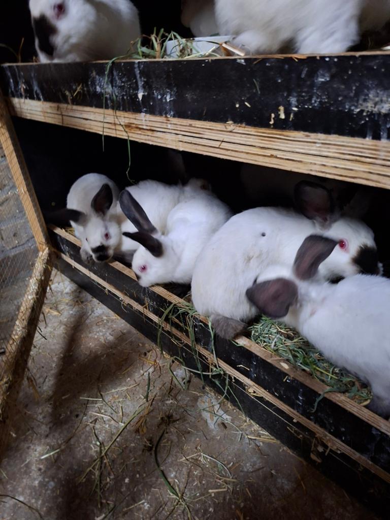 Jonge californian konijnen, Dieren en Toebehoren, Konijnen, Meerdere dieren, Groot, 0 tot 2 jaar