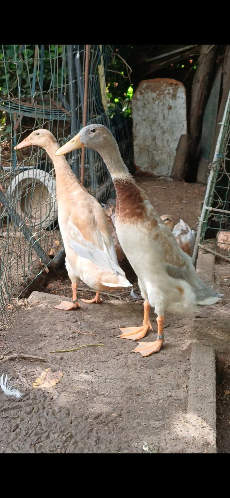 Couple de coureur indien bleu-fauve truité ( couleure saxe), Plusieurs animaux, Canard