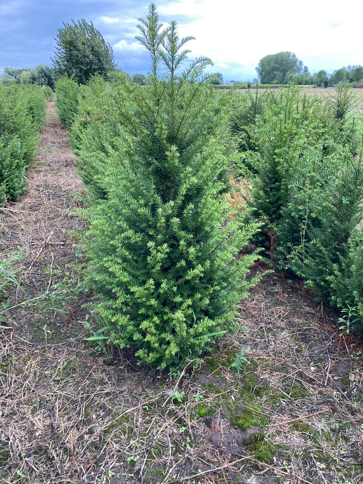 Taxus baccata met kluit, Tuin en Terras, Ophalen, Taxus