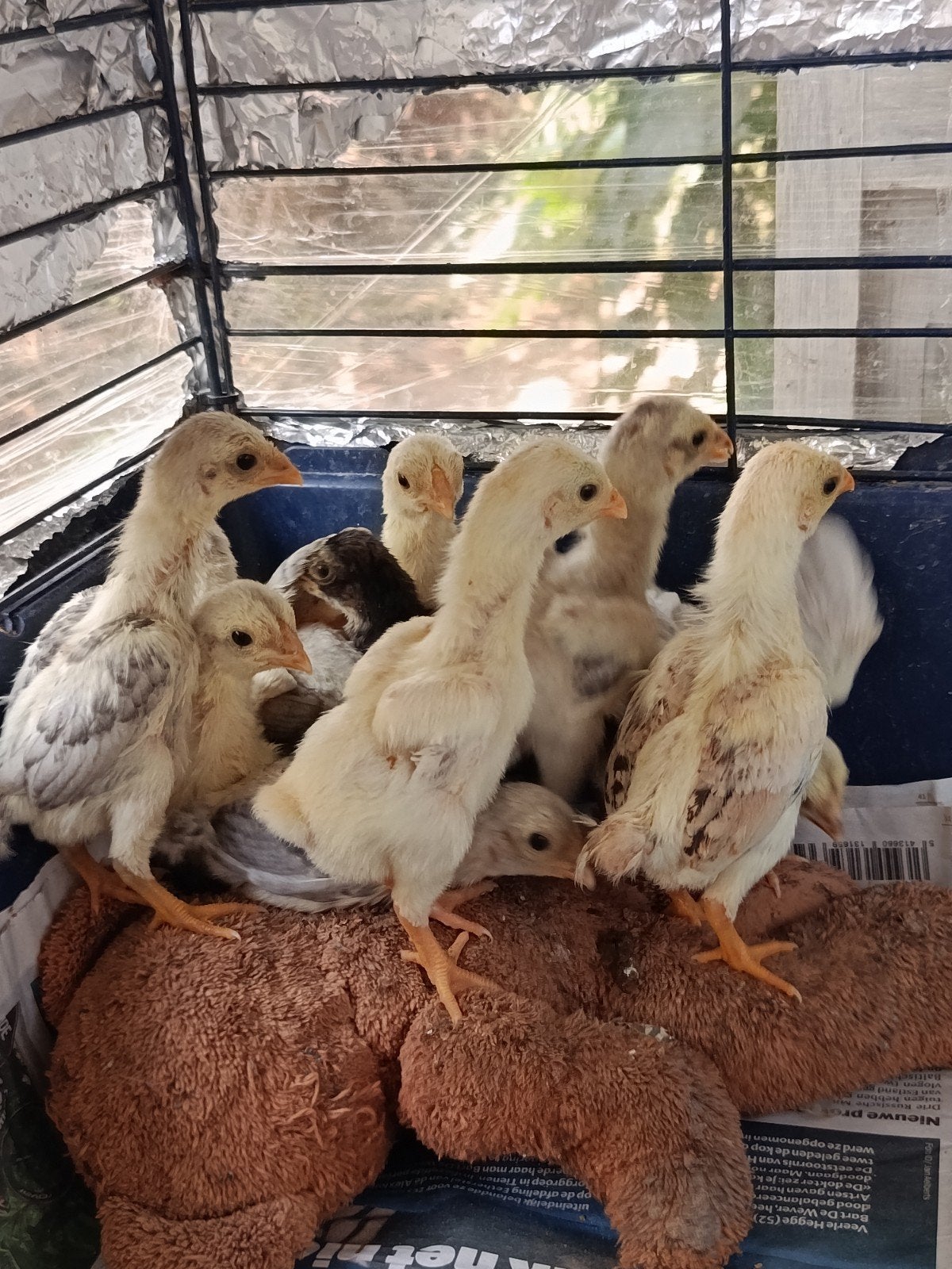 een nestje ko shamo's ( de kleinste soort ), Dieren en Toebehoren