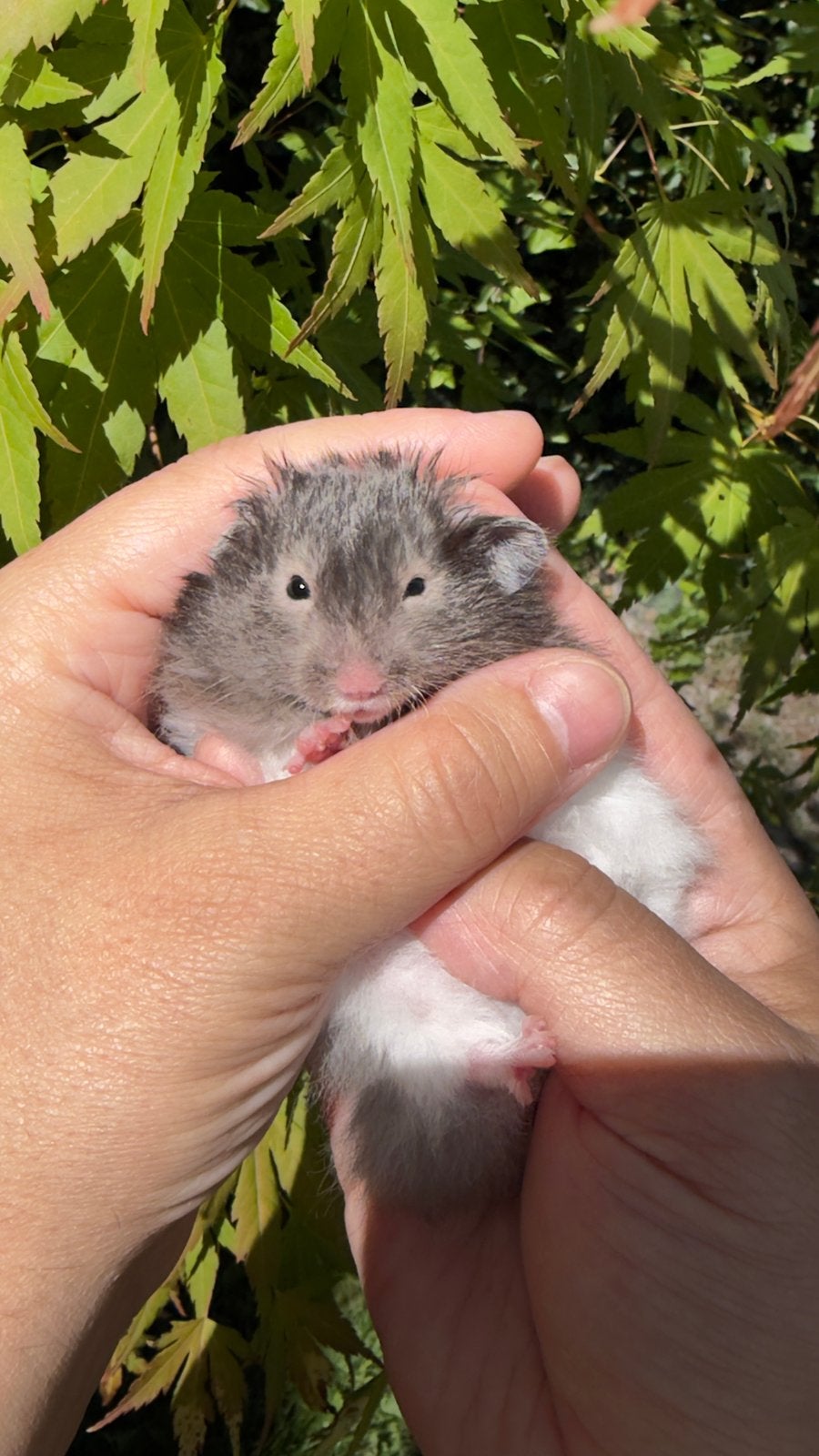 Hamster dore, Hamster, Mâle, Domestique, Juillet