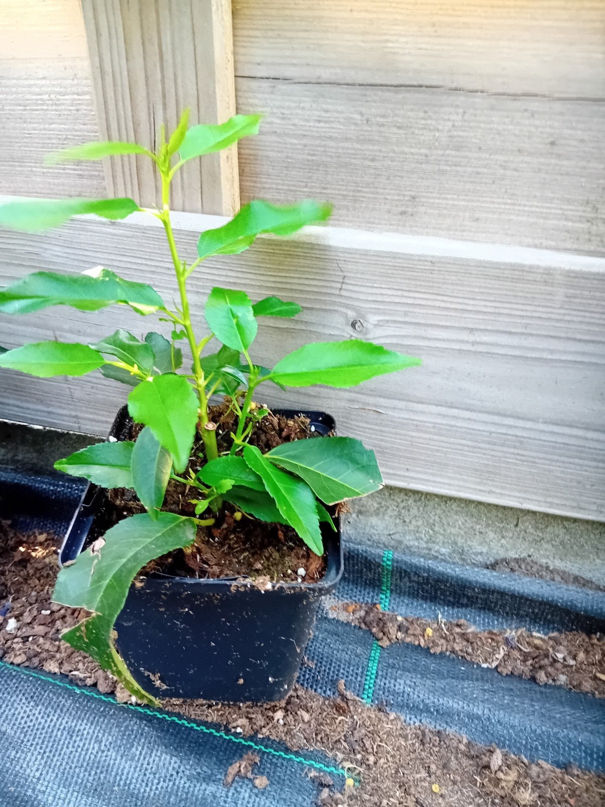 portugese laurier, Tuin en Terras, Ophalen