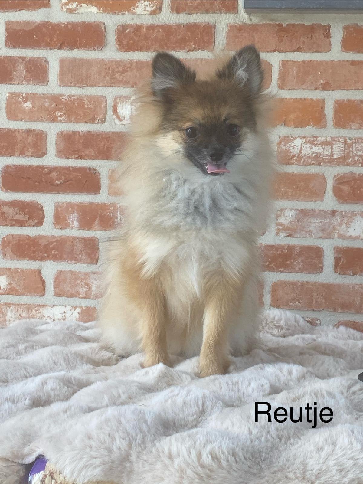 Chiots junior du spitz nain, Animaux & Accessoires, 15 semaines à 1 an, Loulou, Maladie de Carré (chiens), Éleveur | Professionnel