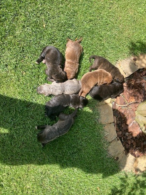 Chiots Cane Corso, Maladie de Carré (chiens), Bouledogue, Plusieurs, Belgique