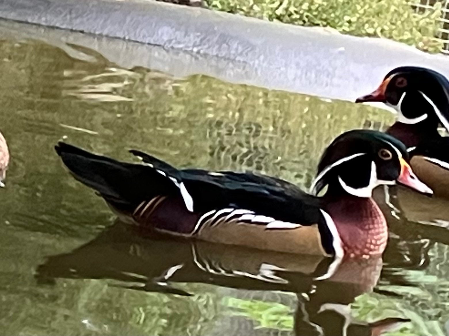 Carolina woerdjes, Dieren en Toebehoren, Meerdere dieren, Eend
