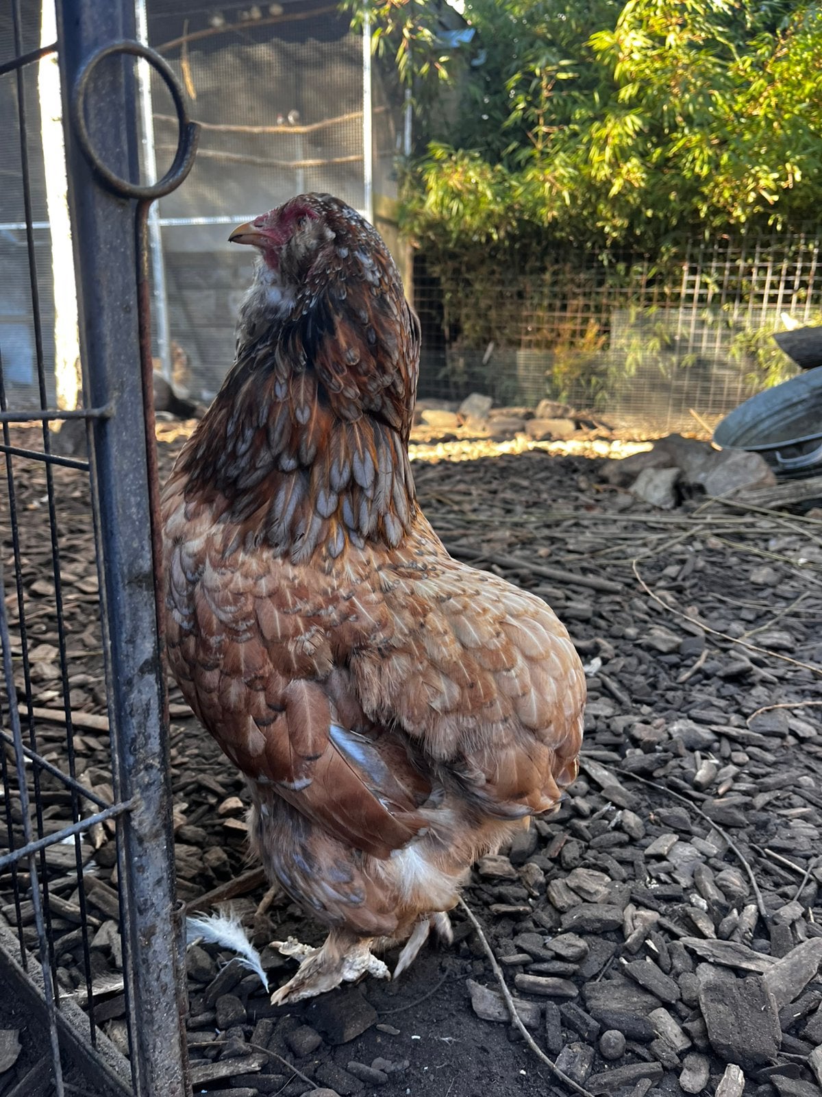 Araucana mix