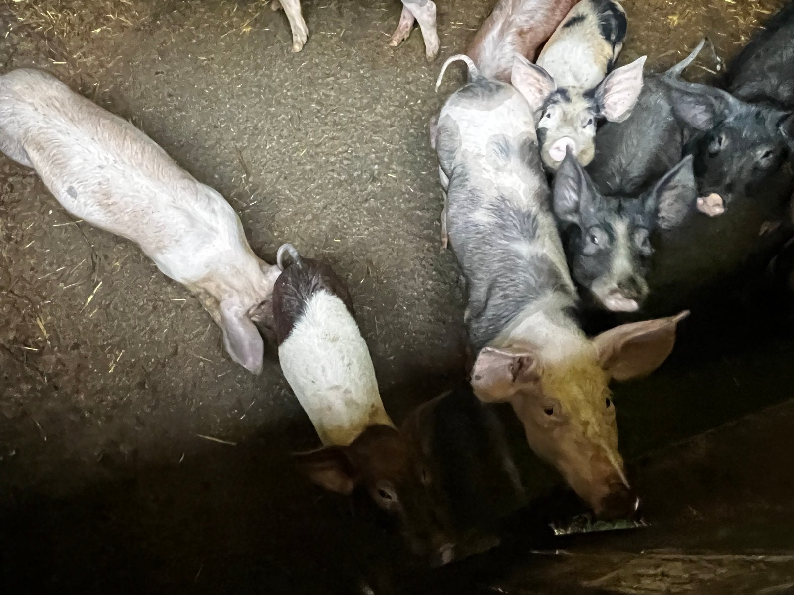 Cochon Duroc Piétrain Landrace, Dieren en Toebehoren, Augustus, Meerdere dieren