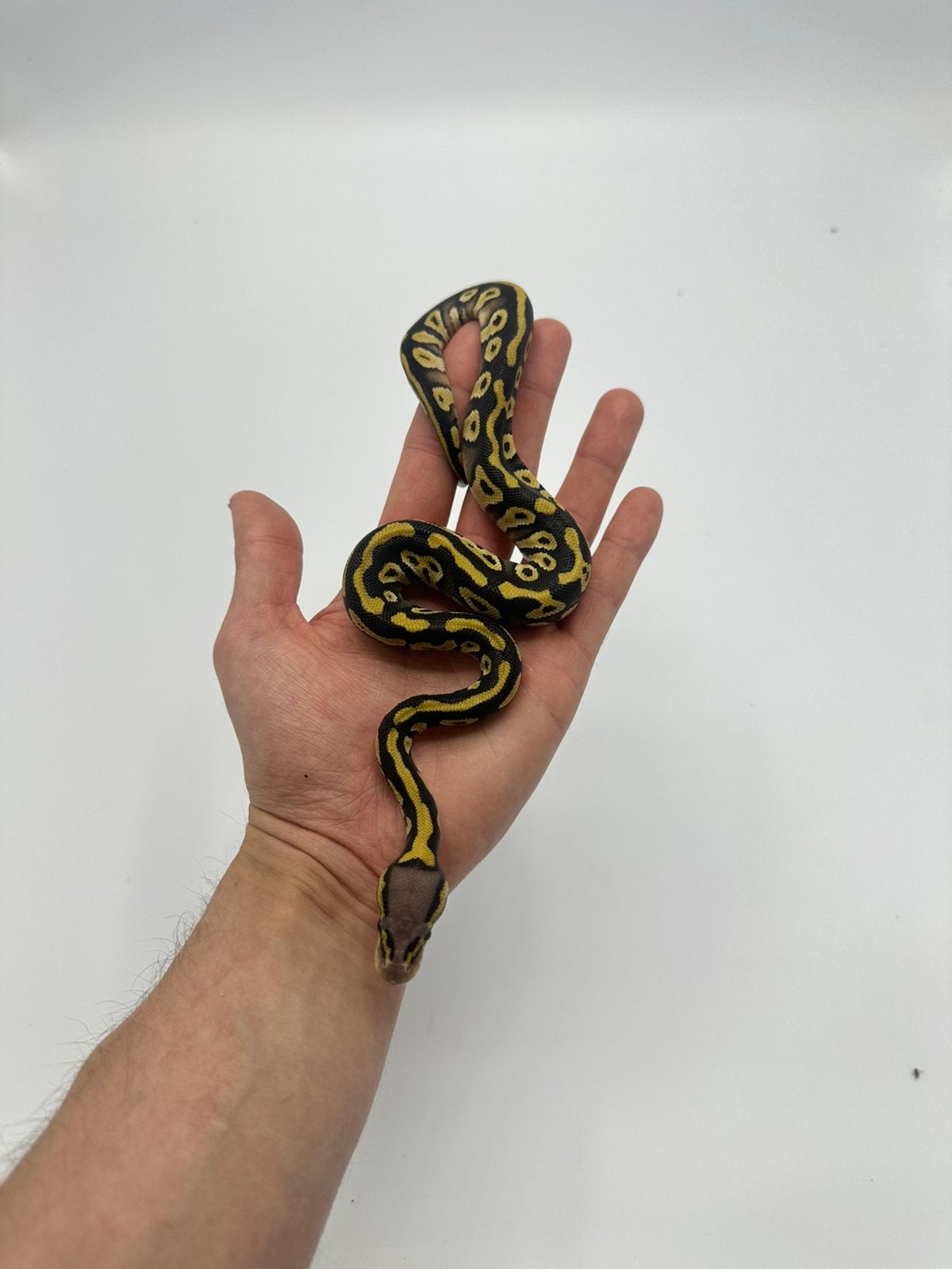 0.1 python regius - pastave 66% hypo clown, Dieren en Toebehoren