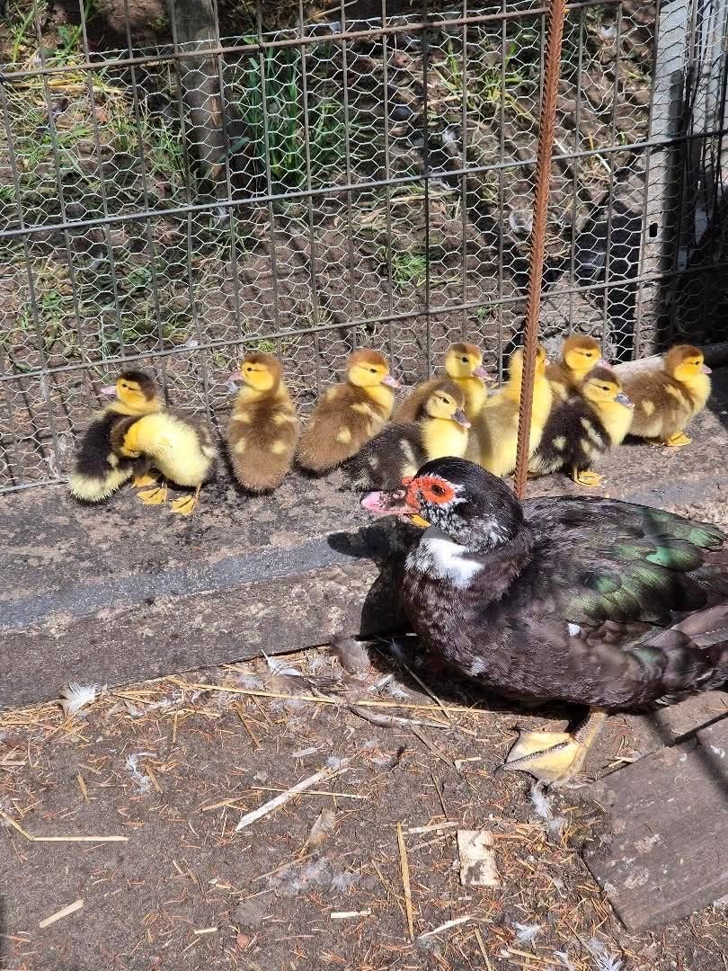 Barberie kuikens, Meerdere dieren, Eend