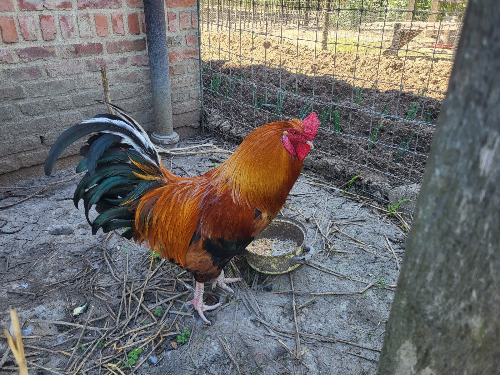 coq mature, Mâle, Poule ou poulet
