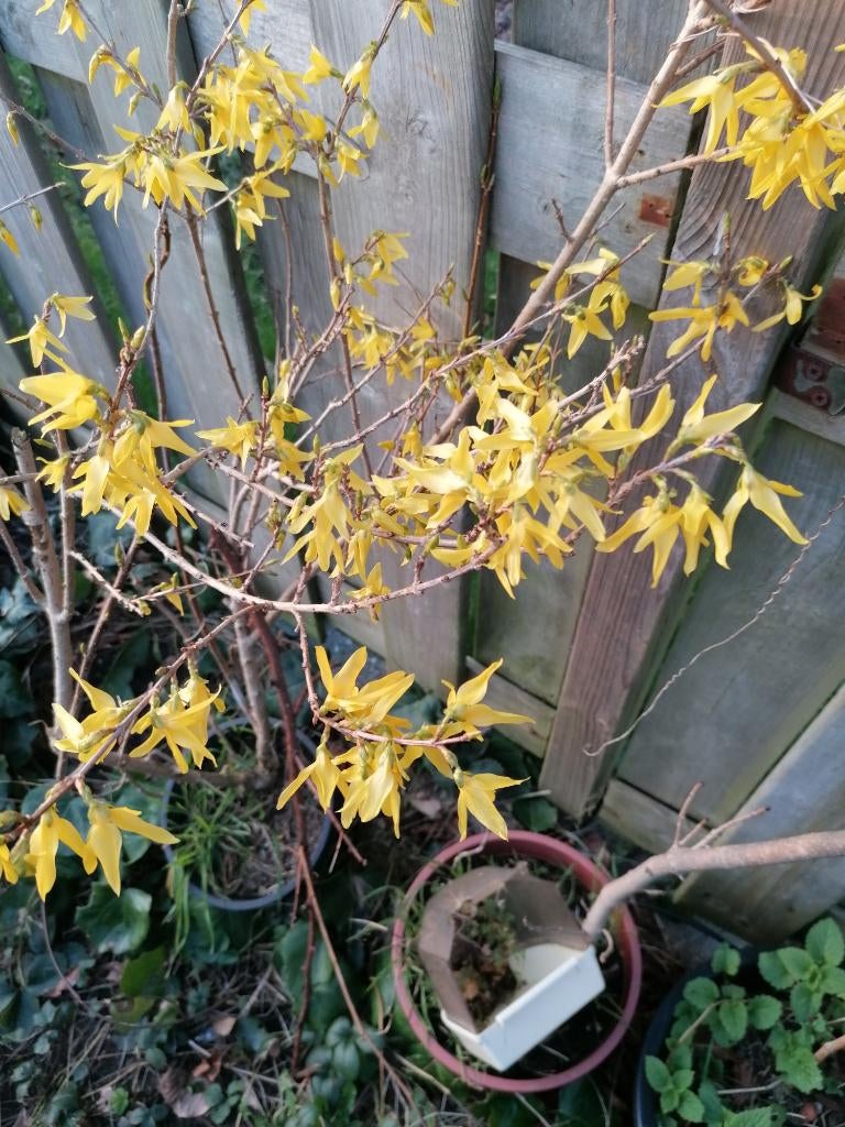 forsythia, Tuin en Terras, Ophalen, Lente, Vaste plant