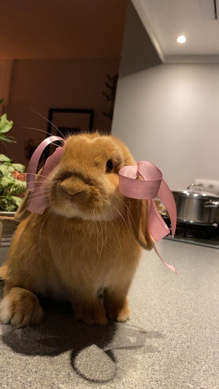 Lolly Lief konijntje, Dieren en Toebehoren, Hangoor