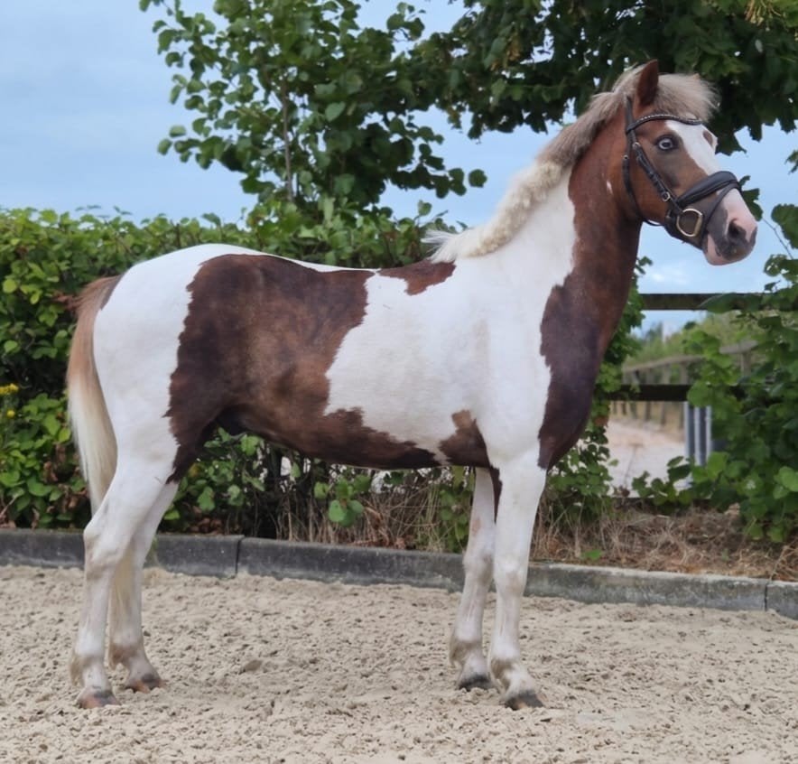 prachtige c pony, Gechipt, Ruin, Zadelmak, C pony (1.27m tot 1.37m)