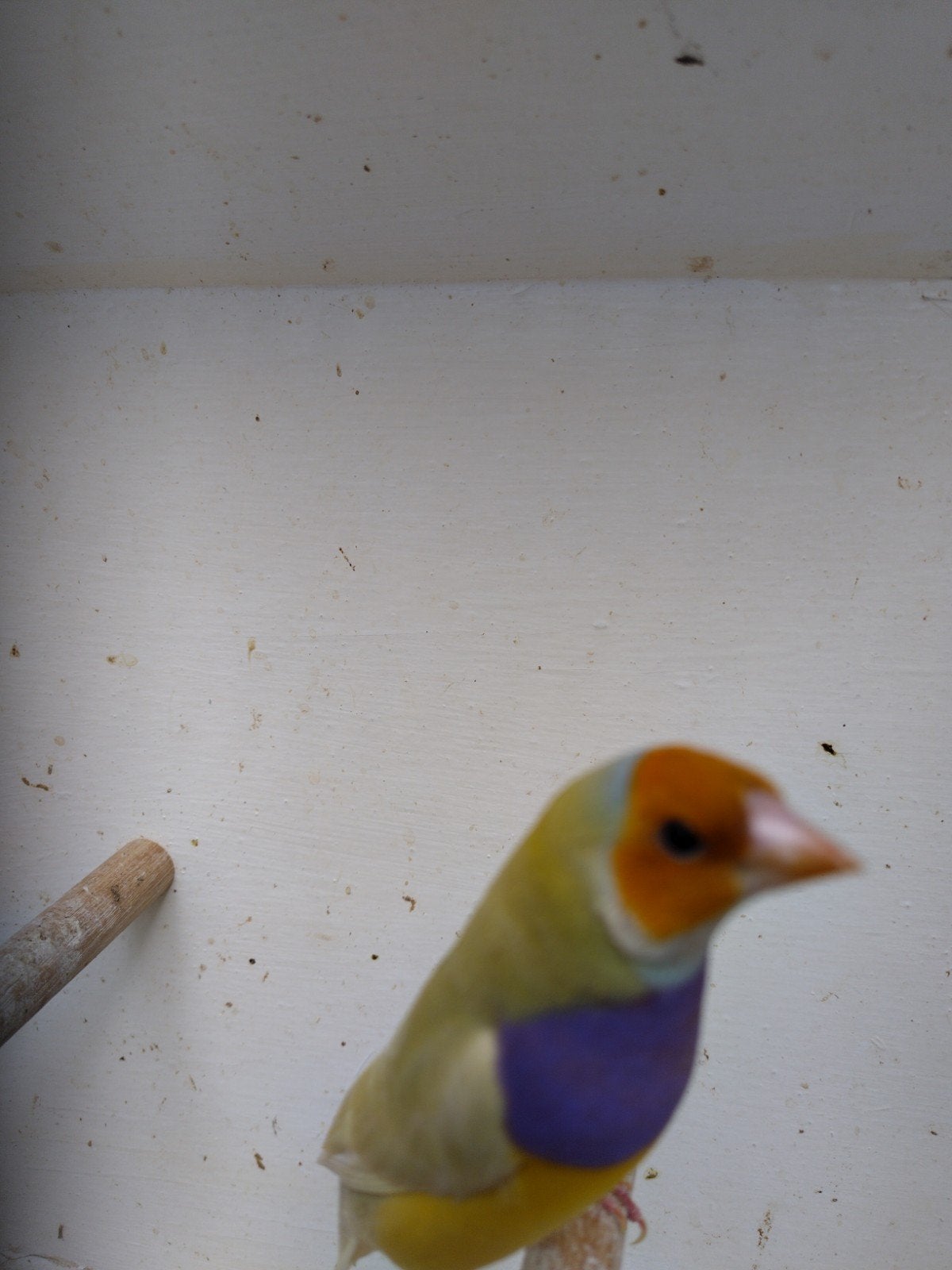 goulds, Dieren en Toebehoren