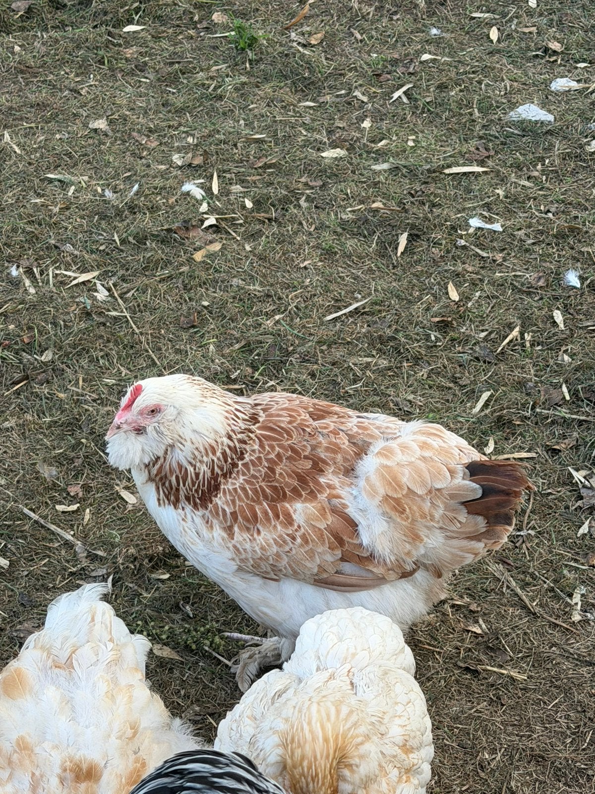 2 Duitse faverolle hennen, Dieren en Toebehoren