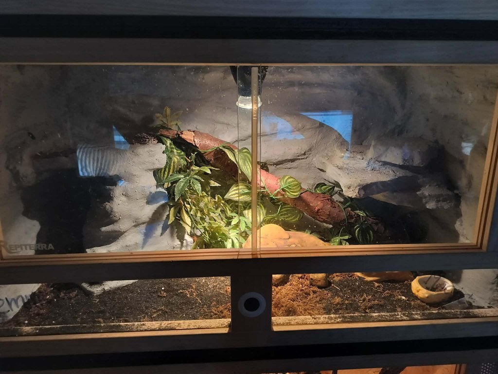 Terrarium met 3 luipaardgekko s 1.2, Animaux & Accessoires, Reptiles & Amphibiens, Lézard, Domestique, 0 à 2 ans