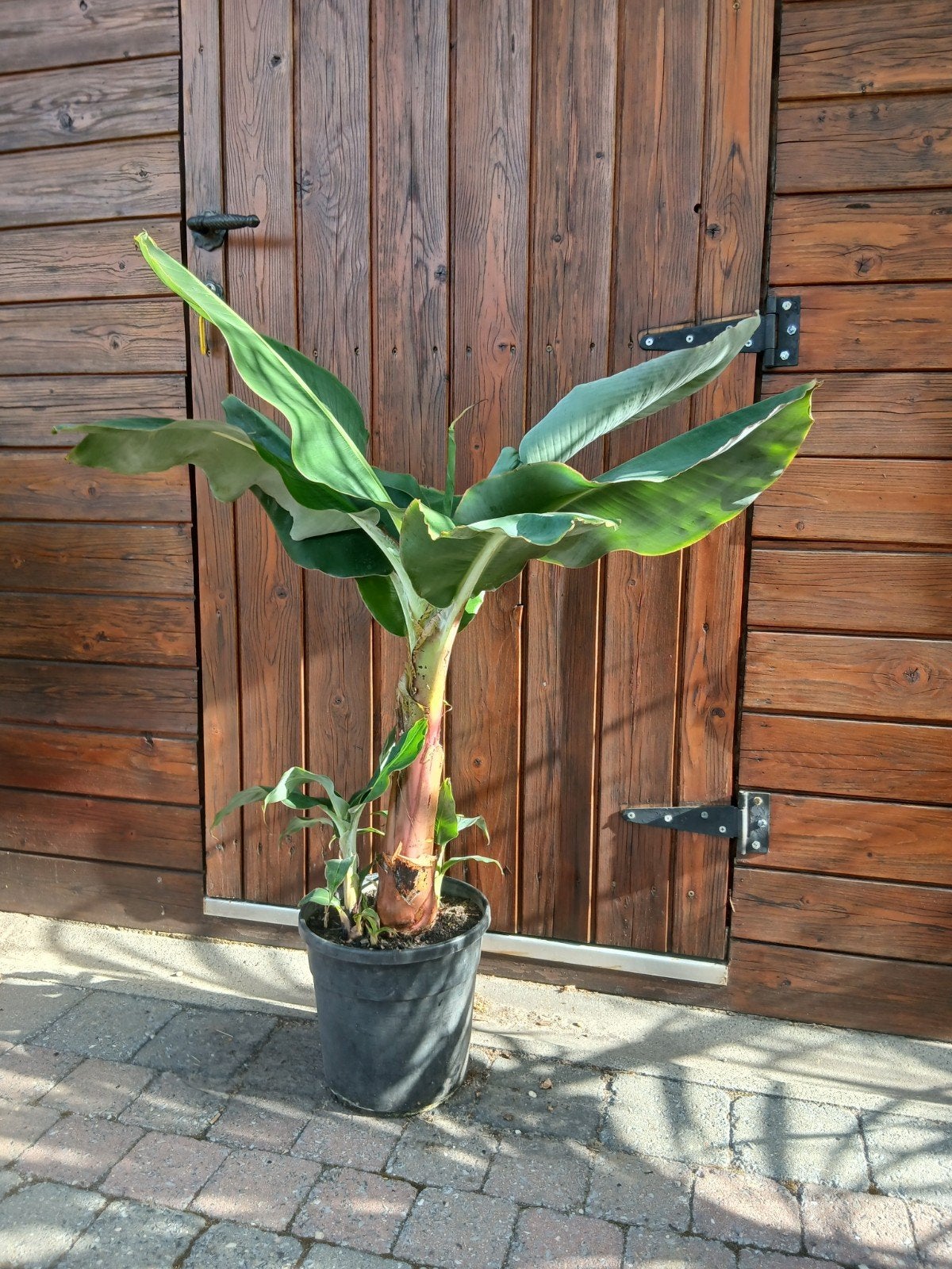 dwarf banaan plant, Ophalen