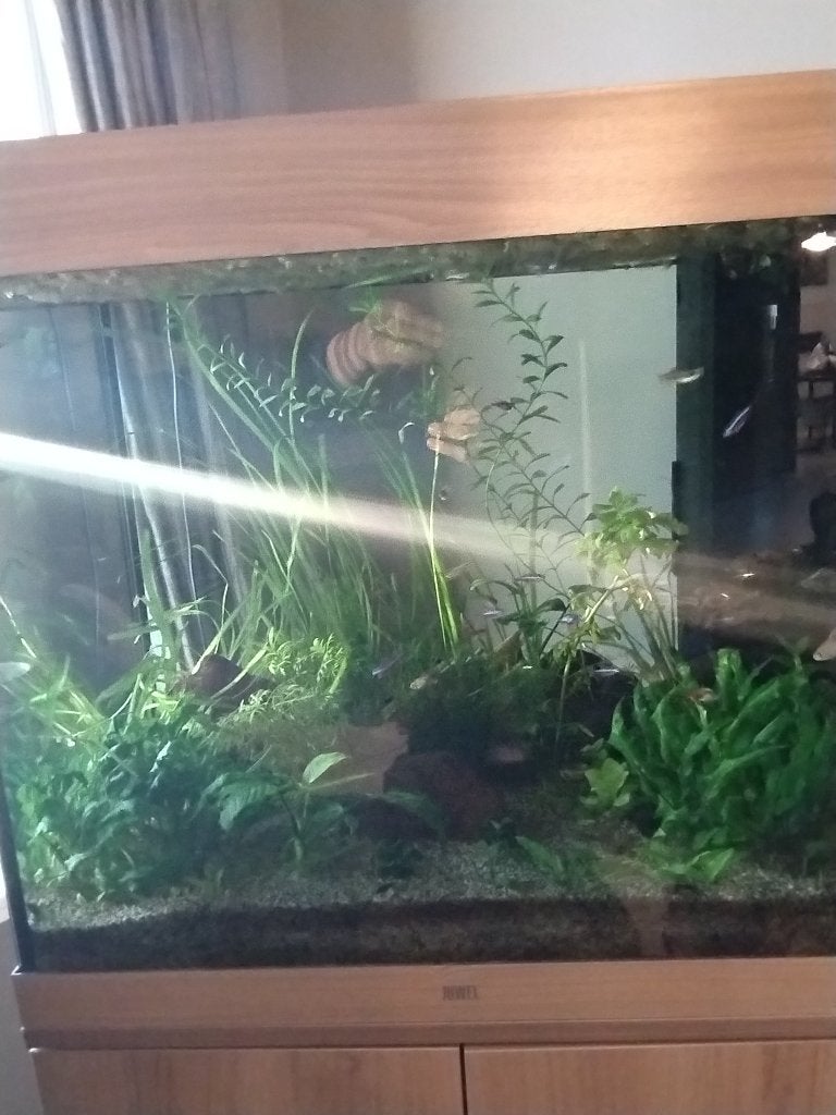 Juwel Lido 200, Dieren en Toebehoren, Ophalen, Pomp, Juwel