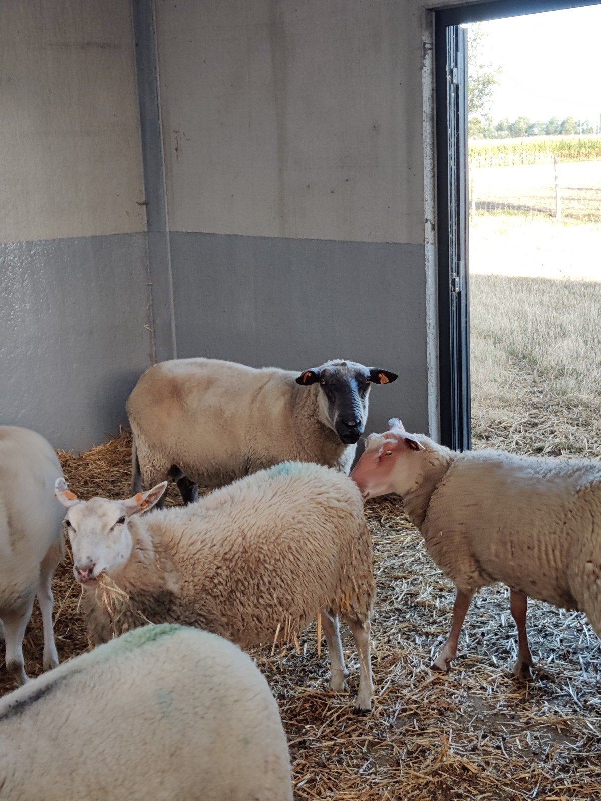 Blue du Maine dekram, Dieren en Toebehoren, Schapen, Geiten en Varkens