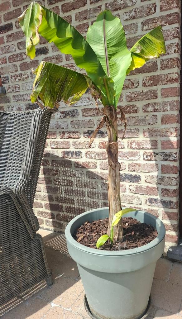 Bananenplant musa basjoo, Ophalen