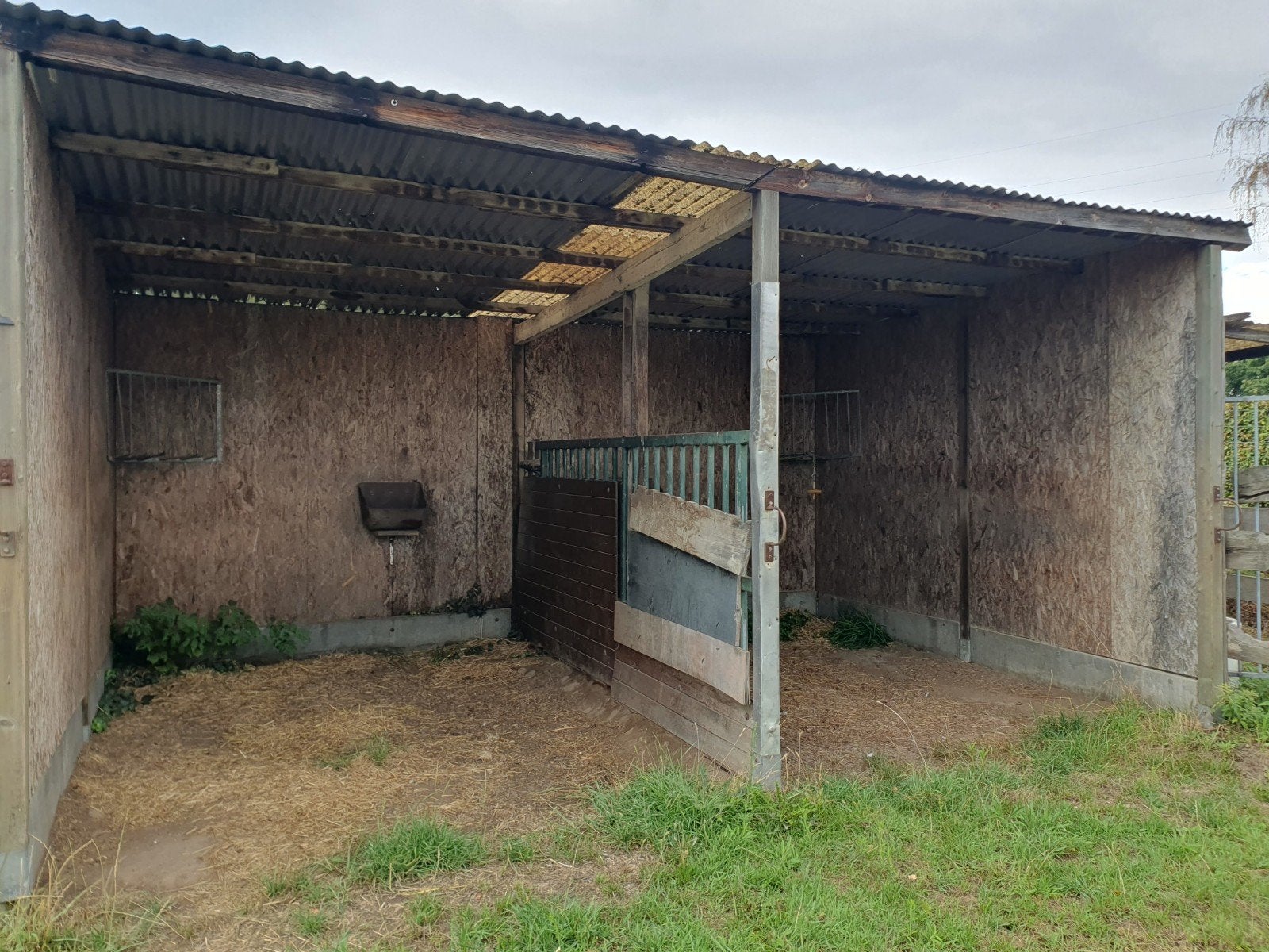 Weide voor paard, Lanaken Gellik
