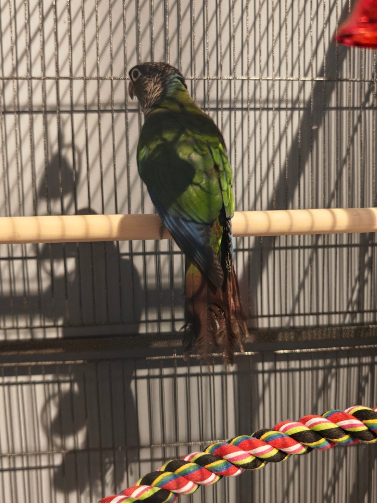 Pyrrhura vogel